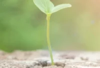 Cultivating Growth Without Crushing Your Spirit