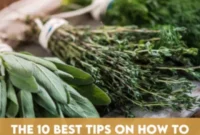 Cultivate Your Dream Indoor Herb Garden