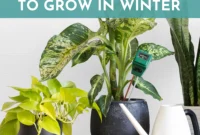 10 Effortless Houseplants to Chase Away Winter Blues