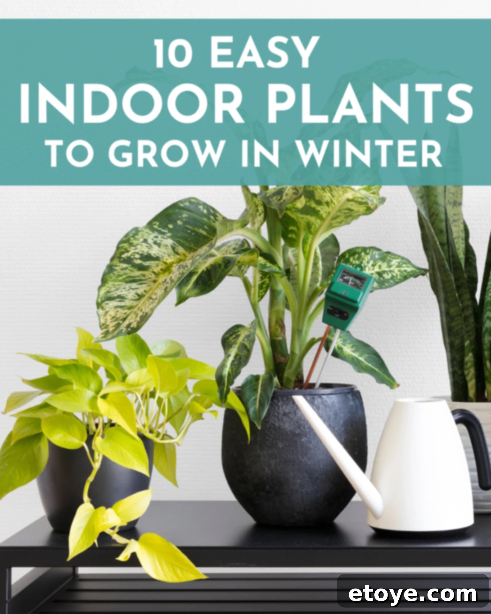 10 Effortless Houseplants to Chase Away Winter Blues 1 featured 250968