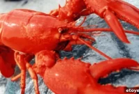 Win a GetMaineLobster.com Dinner for Four