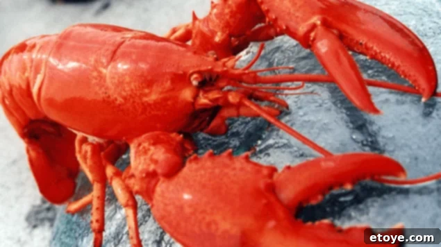 Win a GetMaineLobster.com Dinner for Four 1 featured 25261