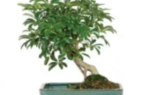 Win a Serene Indoor Bonsai Tree