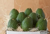 CaliforniaAvocadosDirect.com Avocado Gift Box Giveaway