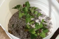 Our Barrel Aquaponics Potato Project