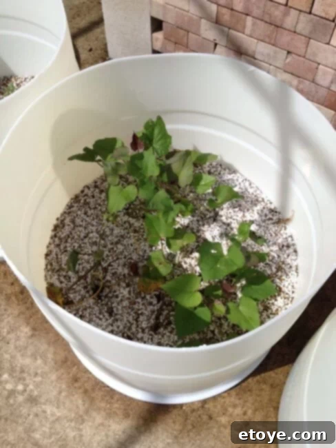 Our Barrel Aquaponics Potato Project 1 featured 28644