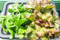 Foolproof Tub Hydroponic Gardening