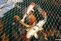 Aquaponics Disaster Response Guide