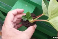 Aquaponic Strawberry Runner Cultivation