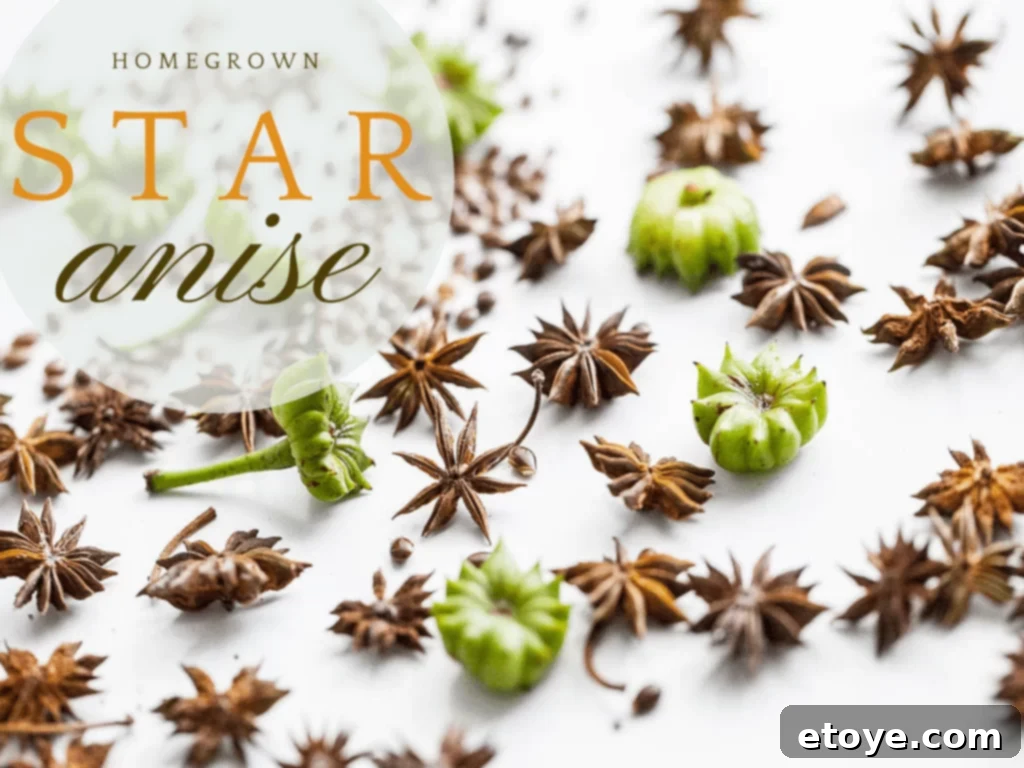 Aromatic Star Anise: Homegrown Excellence 1 featured 37695