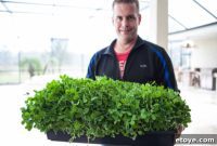 Mercola Grow Microgreens and Shoots Kit Giveaway