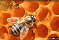 Your Golden Year: The World’s Finest Honey Supply