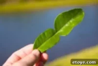 Thai Cooking’s Secret Weapon