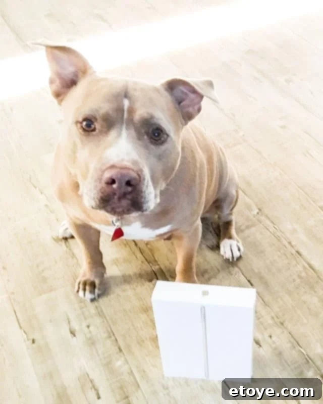 Win an Apple iPad 1 featured 45319