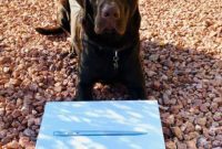 Win an Apple MacBook Air