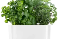 Grow Your Own Fresh Herbs AeroGarden Giveaway