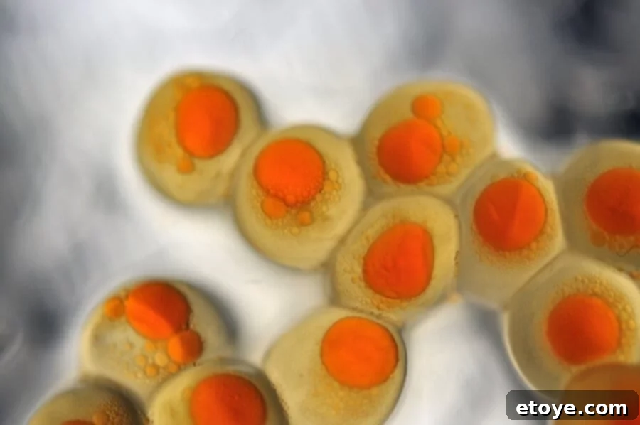 salmon-eggs Salmon Roe (Ikura)