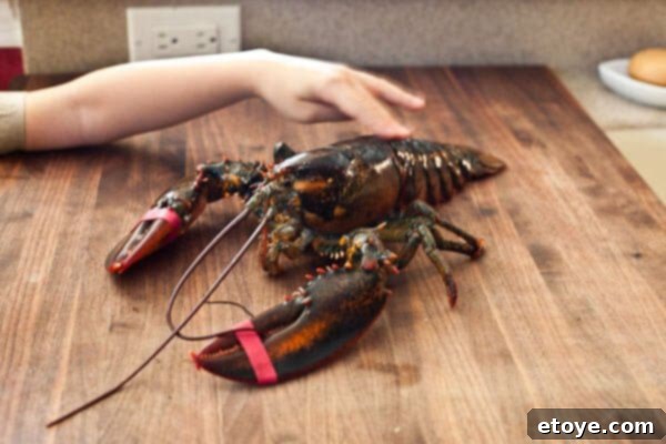 live lobster before cooking