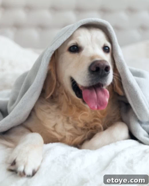 Breathe Healthier: Air Purifier Giveaway 6 Remove Pet Dander and Hair from Air