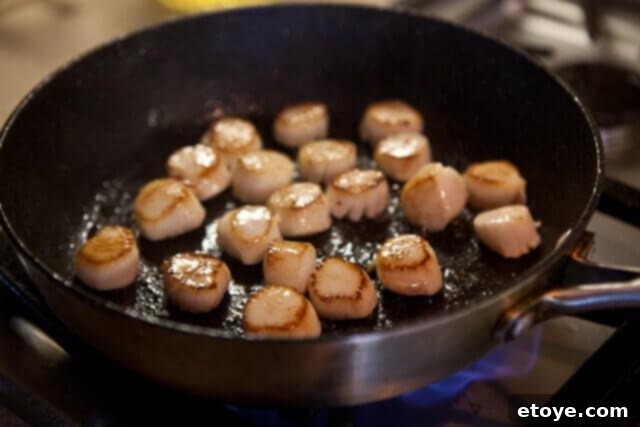 Seared Scallops for the Creamy Scallops and Peppers Recipe Seared Scallops for the Creamy Scallops and Peppers Recipe
