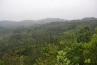 Mastering the Craft of Tea Appreciation