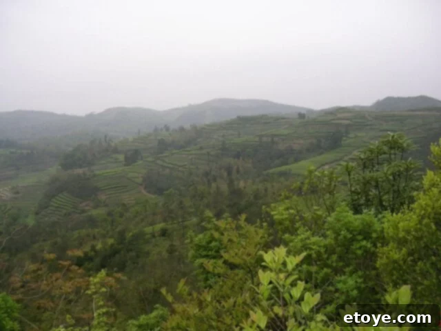 Mastering the Craft of Tea Appreciation 2 Tea growing hills in Fujian, China