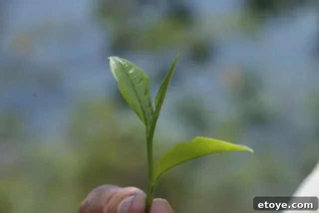 Mastering the Craft of Tea Appreciation 15 The actual “two leaves and a bud” of the tea plant, plucked in Assam, India.