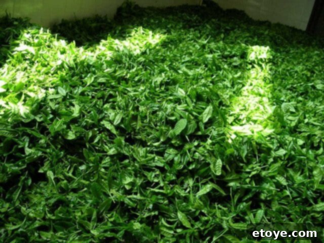 Mastering the Craft of Tea Appreciation 17 Freshly plucked green tea.