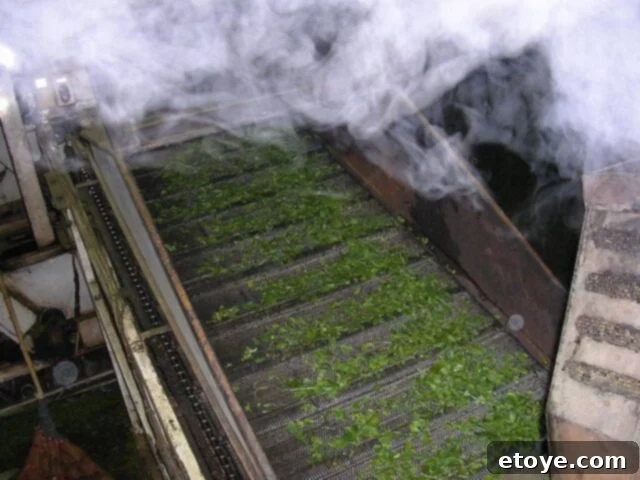Mastering the Craft of Tea Appreciation 19 Green tea being steamed in the traditional Japanese style.