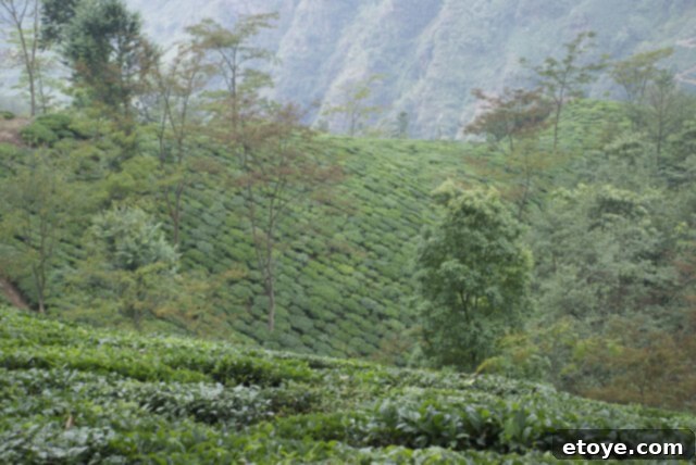 Mastering the Craft of Tea Appreciation 10 Tea Hillside - Tea bushes growing on the hilly landscape of Darjeeling, India.