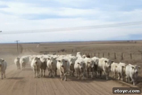 Cattle grazing at a Colorado ranch