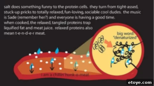 Diagram illustrating how salt penetrates and seasons meat over time