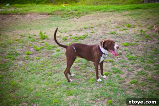 Coco the dog, leaning comfortably against a freshly painted baseboard, enjoying a nap