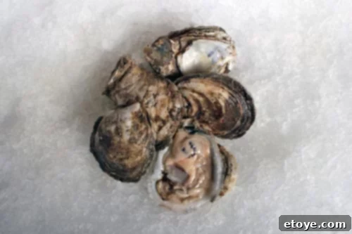 blue-point-oyster_MED Fresh Blue Point Oysters (Kaki) for gourmet dishes