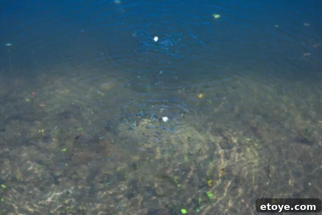 lawn-9821-2 Another perspective of the front pond, showcasing its tranquil beauty and the potential for new discoveries beneath its calm waters.
