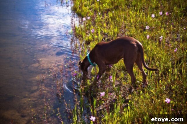 Primal Feast 10 A close-up of tiny mosquitofish swarming near the edge of the front pond, eagerly feeding on a piece of bread, showcasing their abundance and active role in the ecosystem.