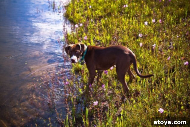 Primal Feast 11 Our dog, a 'certain someone,' intently focused on the pond's edge, seemingly attempting to catch the small mosquitofish, a playful interaction with nature.
