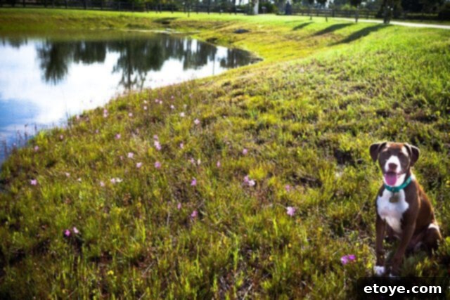 Primal Feast 13 Beautiful lavender-colored wildflowers blooming abundantly across the property, a result of consistent rainfall, adding natural beauty to the landscape.