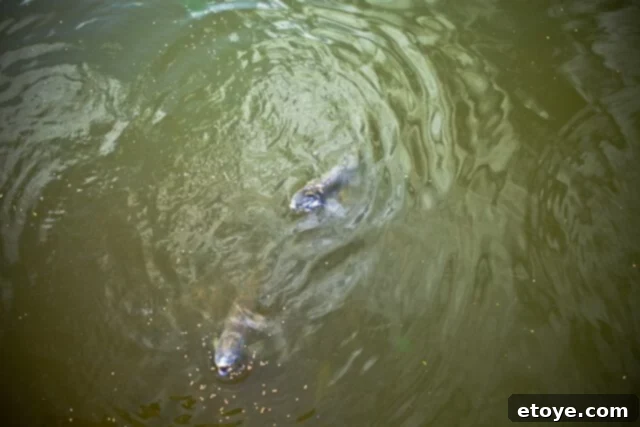 Primal Feast 3 The calm surface of the pond on day two of feeding, showing no immediate signs of fish, symbolizing the initial quietude.