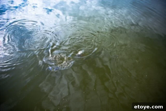 Primal Feast 4 Close-up shot of the pond on the third day, showing ripples from a couple of small fish cautiously approaching the scattered feed.