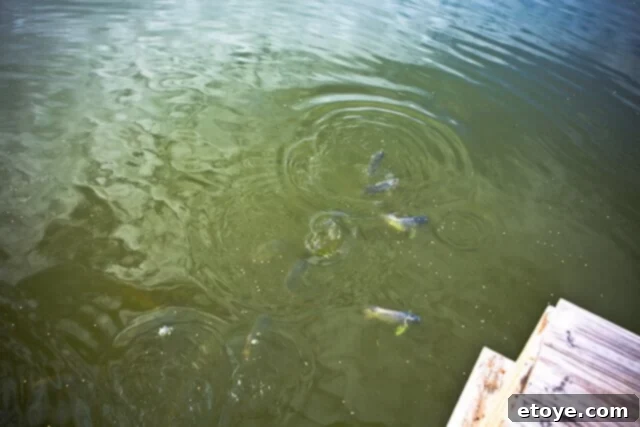 Primal Feast 5 A wider view of the pond on the fourth day, with more fish visible near the surface, indicating increased feeding activity and a growing population.