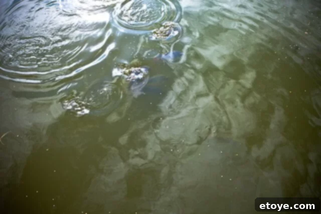 Primal Feast 6 A vibrant scene of various fish species, including bluegill and tilapia, actively feeding on pellets scattered across the pond's surface, creating splashes and ripples.