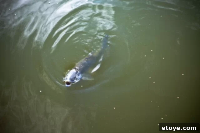 Primal Feast 7 A massive carp, a 'mack-daddy' fish, with its mouth open, gracefully scooping up food from the pond's surface, demonstrating its unique feeding strategy.