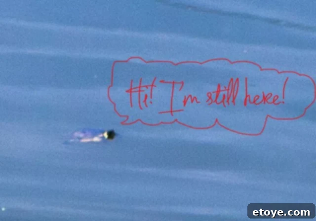 lawn-9814-3 A closer view of our pet turtle, Scotch, happily sunbathing on the edge of the pond, enjoying his new natural habitat.