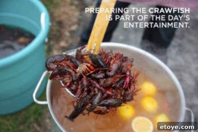 MacheCrawfishBoilCrawfish Freshly boiled crawfish and corn on a table