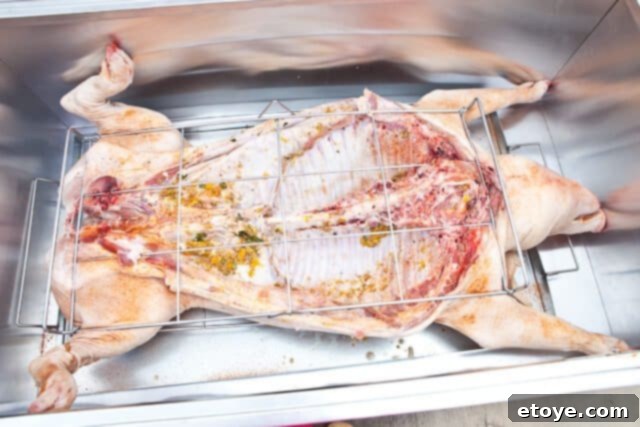 La Caja China Hog Heaven 20 Pig placed inside La Caja China with a meat thermometer