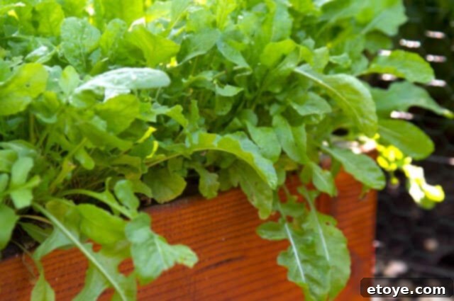 Morning Arugula Harvest Freshly picked baby arugula leaves glistening in the morning light