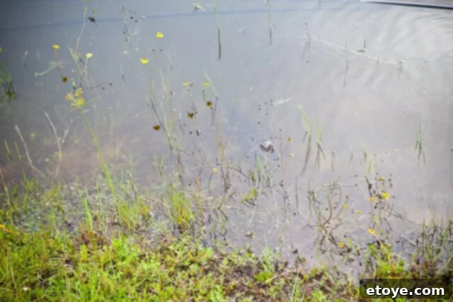 Gifts from the Storm 3 A stylish pair of women's shoes made from exquisite alligator skin