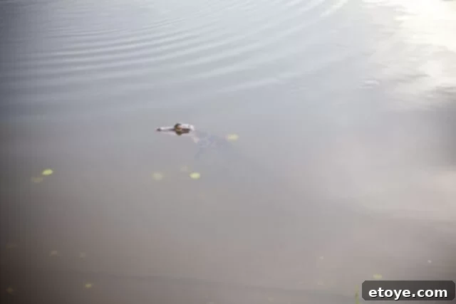 Gifts from the Storm 4 A close-up of a sleek, modern smartphone case made from exotic leather