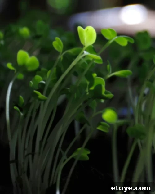 Mindful Meals 2 Patience and Mindful Eating: Savoring Food for Wellness and Health During Emotional Wellness Month